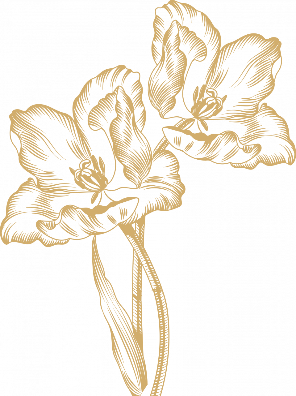 316651-gallery-JYcMb3QLMr.png