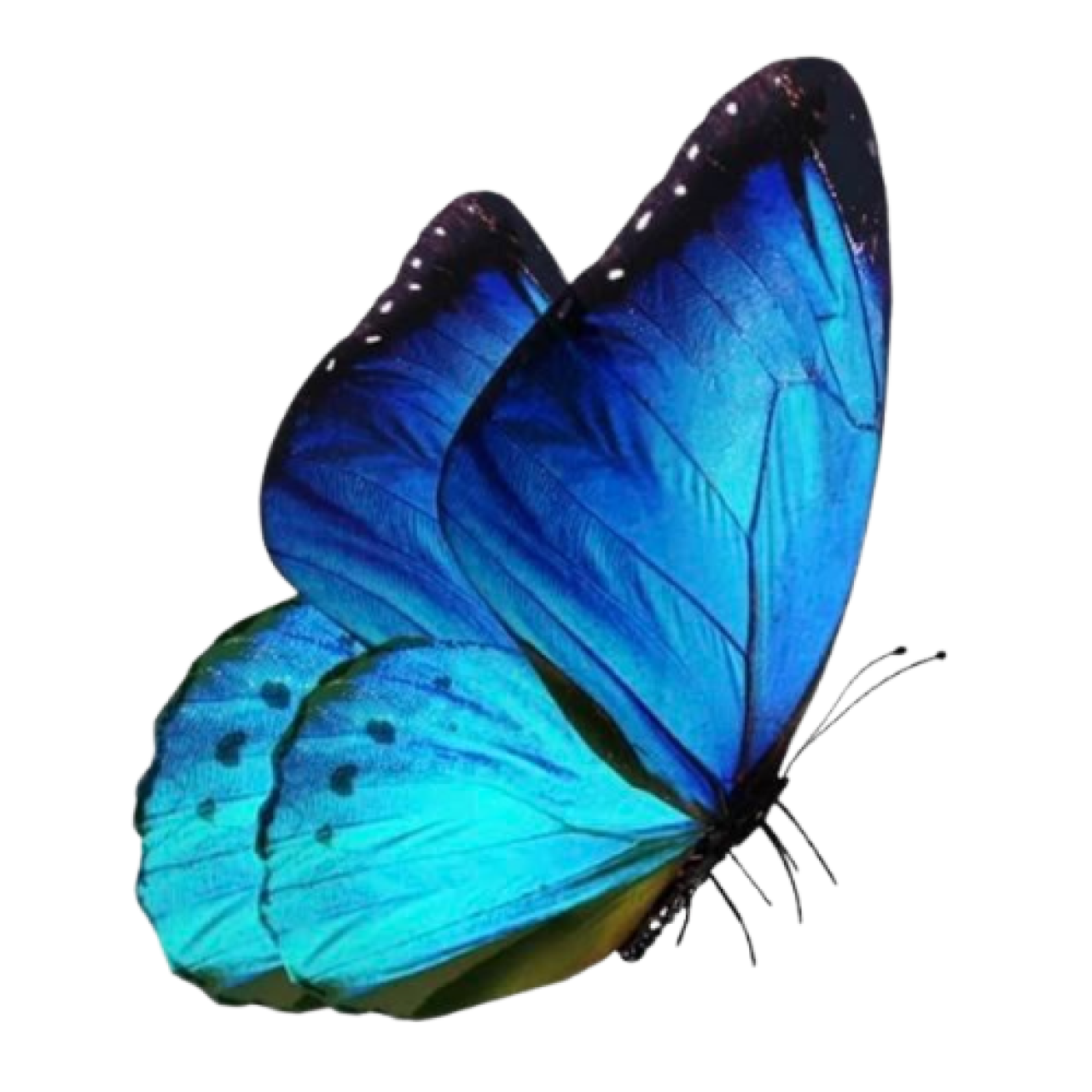 226447-gallery-1706002569.png